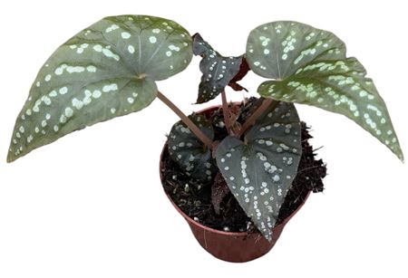 Begonia Pandora