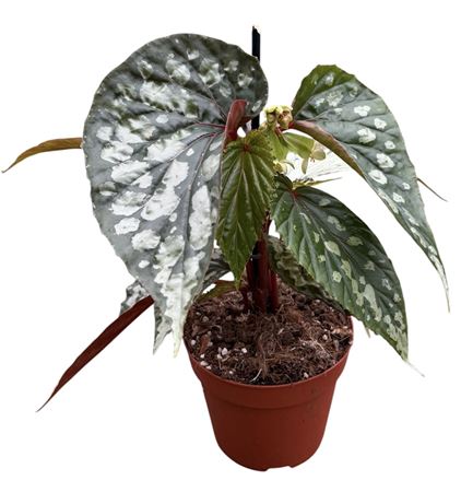 Begonia Lucifer