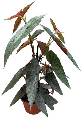 Begonia Amphioxus X Malachostica