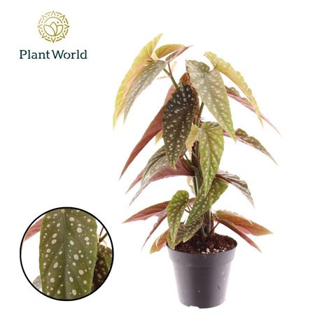 Begonia Phoenix Wing Mosstok