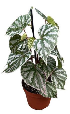 Begonia Cream Powder P14