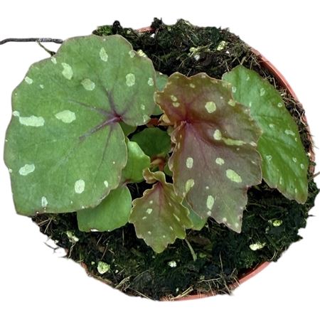 Begonia Betsi