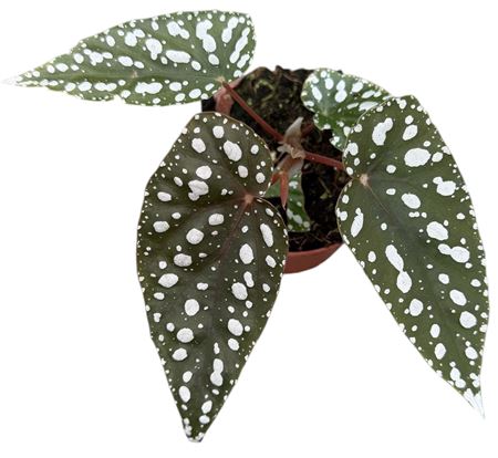 Begonia Sierra Mountain King