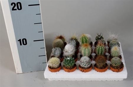 Cactus Mix In Terracotta Pot