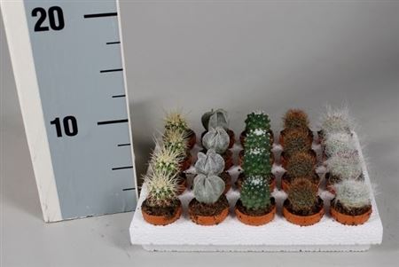 Cactus Boll Mix On Row In Terracotta Pot