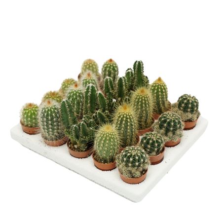 Cactus Mini Mix