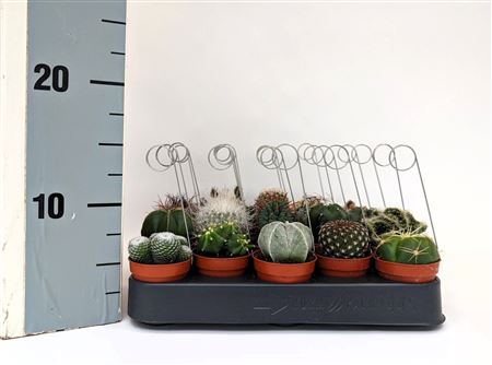 Cactus Mix Aparte Cacti-bow