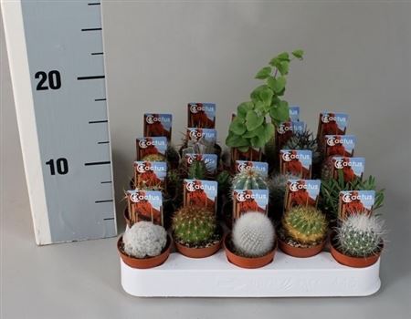 Cactus Mix Aparte + Foto Ticket