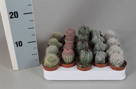 Cactus Mix Aparte On Row