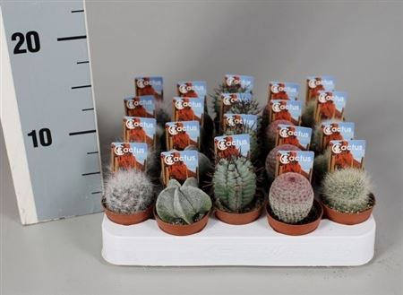 Cactus Mix Aparte On Row + Foto Ticket