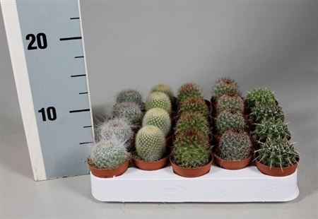 Cactus Boll Mix On Row