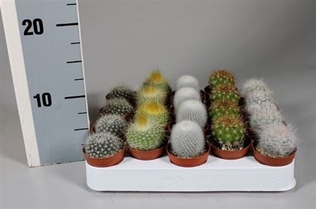 Cactus Mix Luxe Boll Mix On Row