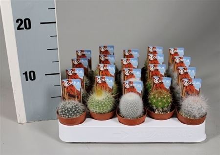 Cactus Mix Luxe Boll Mix On Row