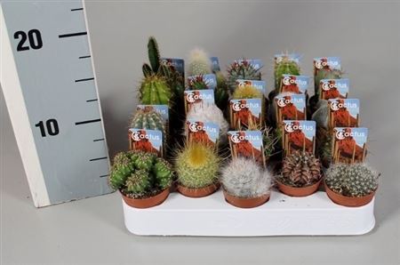 Cactus Mix Luxe + Foto Ticket