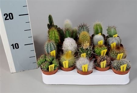 Cactus Mix Luxe + Name Ticket