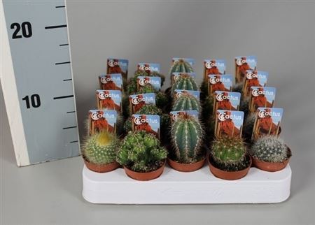 Cactus Mix Luxe On Row +  Foto-etiket