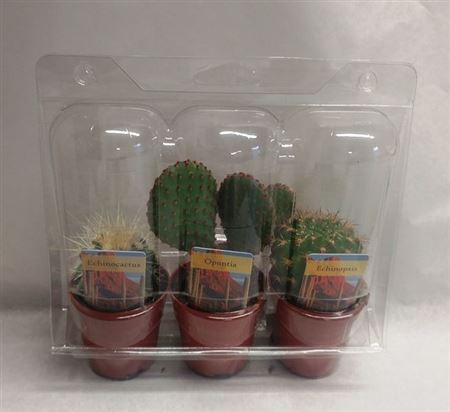 Cactus Mix In Blister