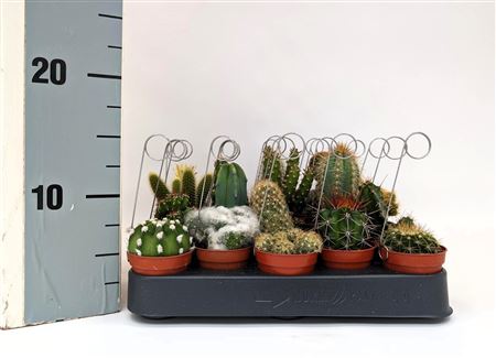 Cactus Mix Cacti-bow