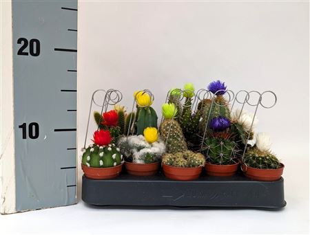Cactus Dryflowers Mix Cacti-bow (novi)