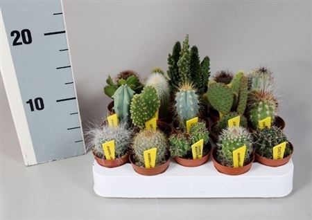 Cactus Mix +  Name Ticket