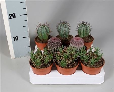 Cactus Mix Aparte On Row