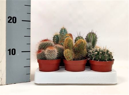 Cactus Mix