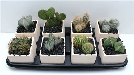 Cactus Mix In Ceramic