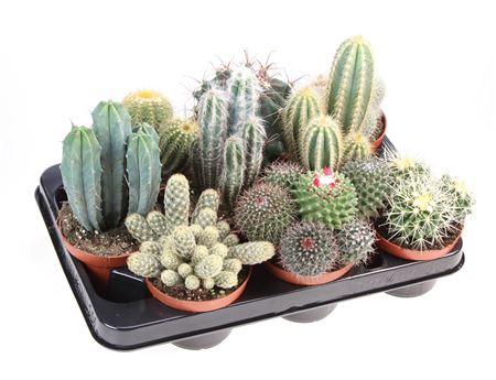 Cactus Mix