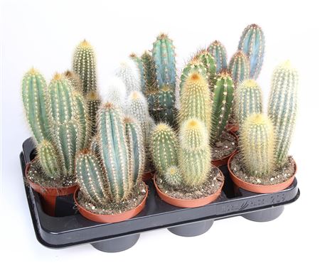 Cactus Zuil Mix