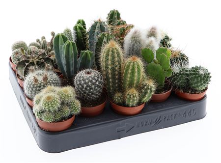 Cactus Mix
