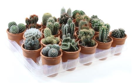 Cactus Mix In Rozenpot