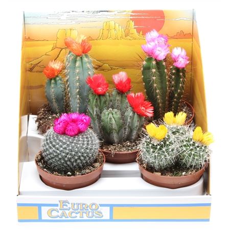 Cactus Dryflowers Mix In Showbox