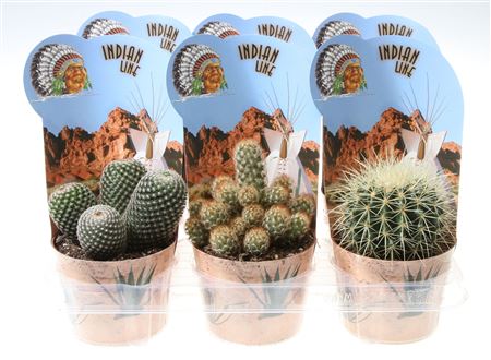 Cactus Mix In Potcover Indian Line