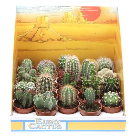 Cactus Mix In Showbox