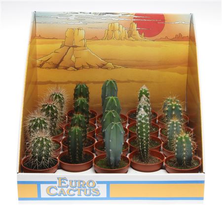 Cactus Zuil Mix In Showdoos