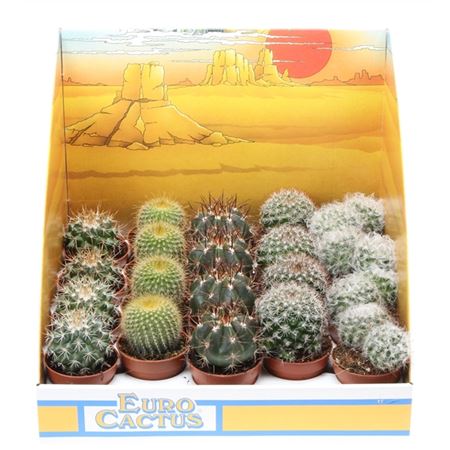 Cactus Boll Mix In Showdoos