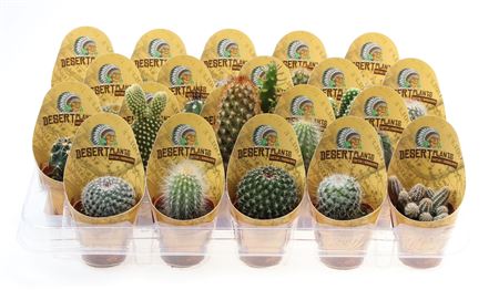 Cactus Mix Potcover Desert Plants