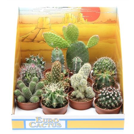Cactus Mix In Showbox