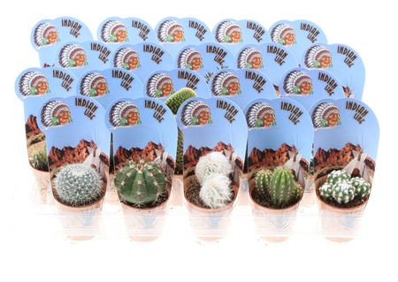 Cactus Mix Potcover Indian Line