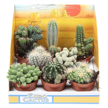Cactus Mix In Showbox