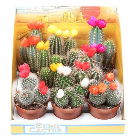 Cactus Dryflowers Mix In Showbox