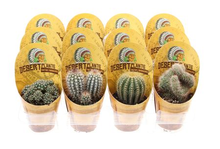 Cactus Mix Potcover Desert Plants