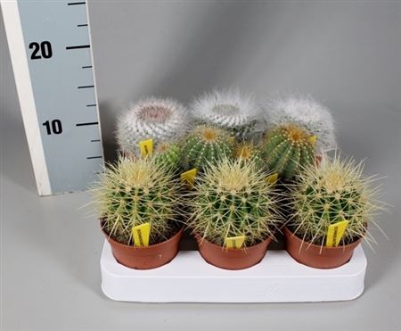 Cactus Boll Mix On Row + Name Etiket