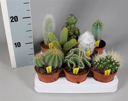 Cactus Mix +  Name Ticket