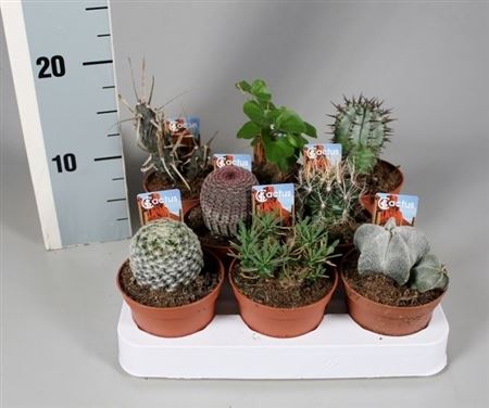 Cactus Mix Aparte + Foto Ticket