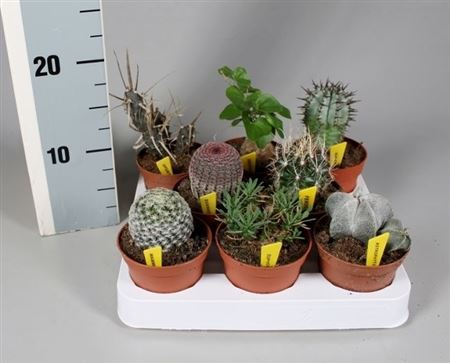 Cactus Mix Aparte + Name Ticket