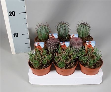 Cactus Mix Aparte On Row + Foto Ticket