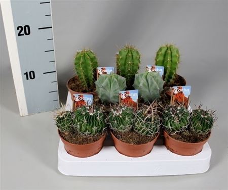 Cactus Mix Luxe On Row +  Foto-etiket