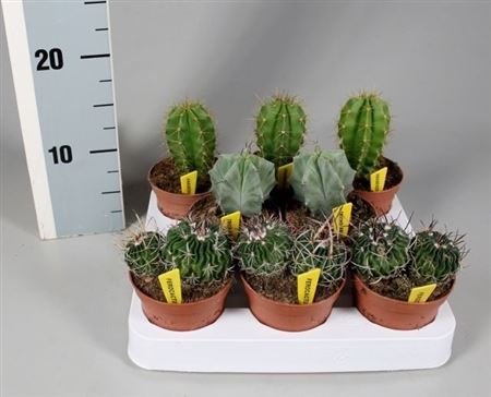 Cactus Mix Luxe On Row +  Nametiket