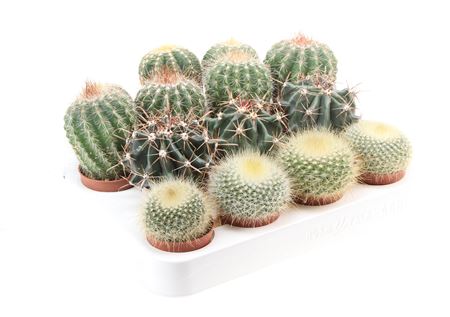 Cactus Boll Mix Xl